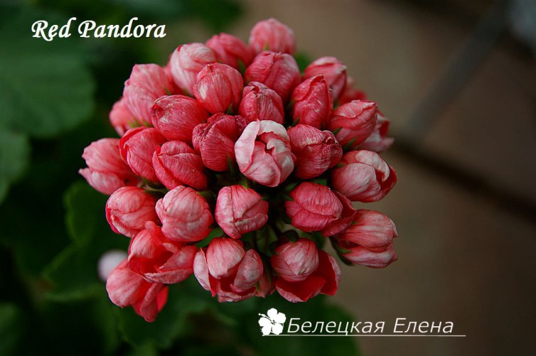 Тюльпановидная  пеларгония Red Pandora,  пеларгония Red Pandora фото,  герань Red Pandora, купить  пеларгонию Red Pandora